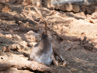 cute deer at the zoo