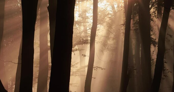 poranna mgła w lesie i promienie słońca