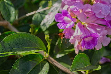 ぶんぶん蜂さん