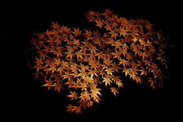 Maple tree in the forest and winter season.