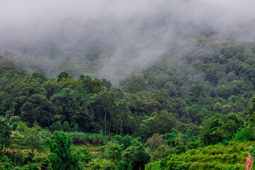 The natural background of the mountain atmosphere, green rice fields and many kinds of plants surrounding, rainbow and a walkway to see the completeness of the ecosystem.