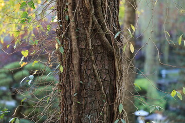 Obraz premium larger tree in forest, photography image