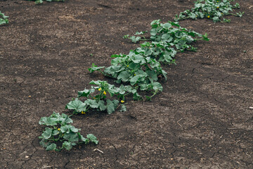 field of young watermelon shoots