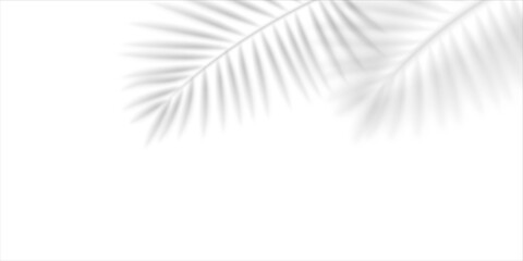 Blurred shadow of a palm leaf isolated on white background. Realistic vector illustration.