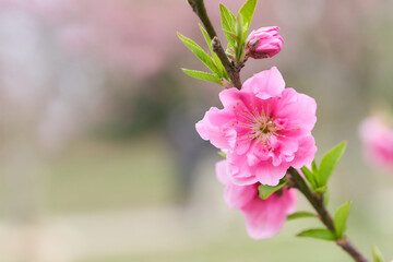 ふんわりした背景の桃の花（ハナモモ）のクローズアップ