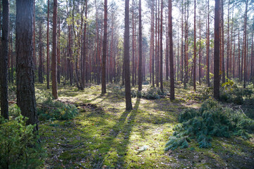 Fototapete bei efototapeten.de bestellen   