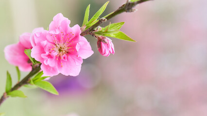 ふんわりした背景の桃の花（ハナモモ）のクローズアップ