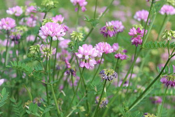 Flowering of the multi-colored bobwhite ,coronilla blossom (lat. Securigera varia).  Abkhazia