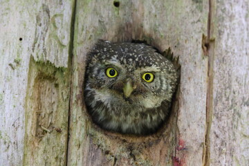 Eurasian pygmy owl female (Glaucidium passerinum) Swabian Jura Germany
