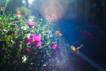 【Moss-rose Purslane】秋の街角に輝くカラフルなマツバボタン