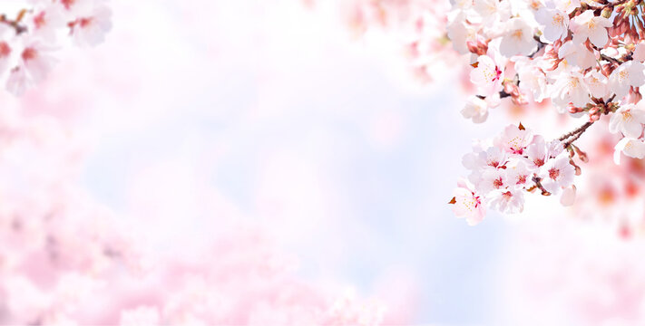 Horizontal banner with sakura flowers of pink color on blue sky backdrop. Beautiful nature spring background with a branch of blooming sakura. Sakura blossoming season in Japan