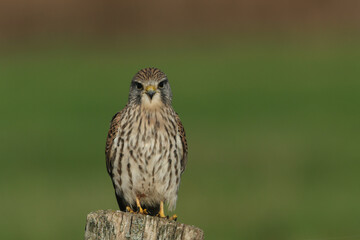 A hunting Kestrel, Falco tinnunculus, perching on a fence post in a meadow.