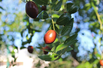 Ripe unabi fruit (lat.Ziziphus jujuba) on tree branches. Photo taken in Abkhazia