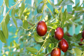 Ripe unabi fruits (lat.Ziziphus jujuba) on tree branches. Photo taken in Abkhazia