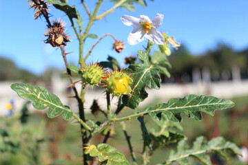 Yellow lychee tomato fruit (Solanum sisymbriifolium)