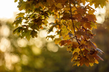 Fototapeta premium autumn leaves on the tree