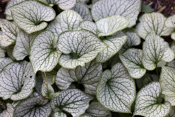 Heartleaf brunnera, Siberian bugloss,  Brunnera macrophylla Jack Frost  in garden