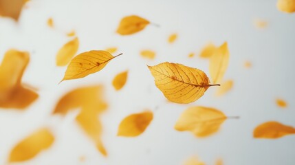 Fototapeta premium Falling Autumn Leaves on White Background