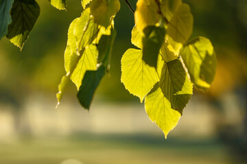 autumn leaves on the tree