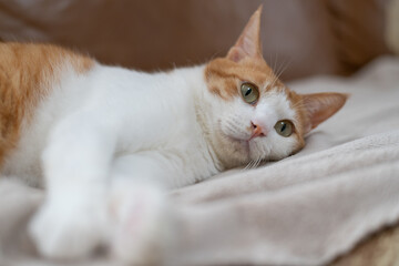 毛布の上でくつろぐ可愛い猫　茶トラ白