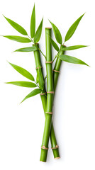 Naklejka premium Bamboo green stick with leaves isolated on transparent background