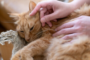 可愛い猫を撫でる飼い主　茶トラ猫