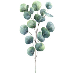 Obraz premium Watercolor Eucalyptus Branch Illustration