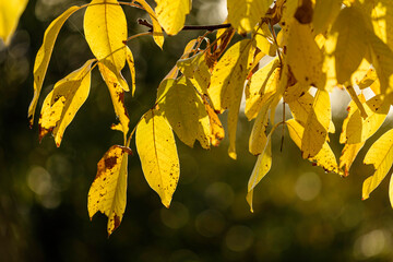 autumn leaves in the park