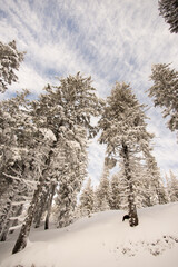 Group of spruce trees covered in snow on a sunny day, winter landscape of spruce trees in their natural habitat