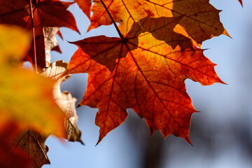 autumn leaves in the park