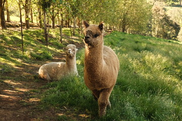 Naklejka premium Llamas relaxing on farm