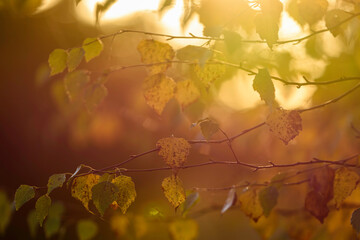 autumn leaves in the park