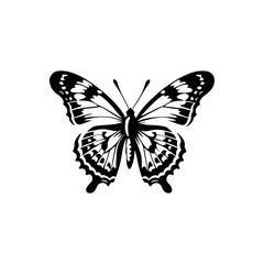 Common Buckeye Butterfly