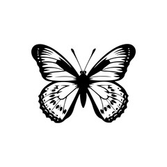 Obraz premium Green-veined White Butterfly