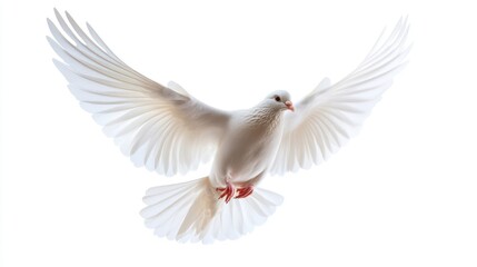 Obraz premium White Dove in Flight