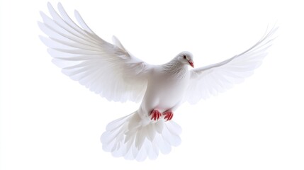 Obraz premium White Dove in Flight