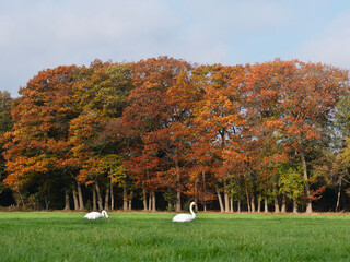 two white swans in green medow near fall forest in holland