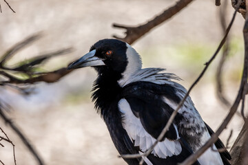 close up of a bird with black and white feather, standing on tree, australian bird