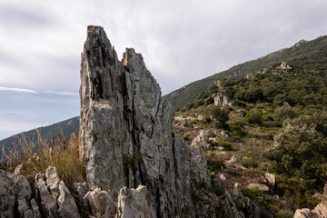 tree in the mountains