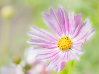 Obraz premium 秋の公園や花壇を彩るコスモスのある風景。背景。自然風景素材。