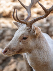 cute deer at the zoo