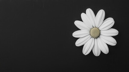 Obraz premium A single white daisy rests on a dark background, highlighting its delicate petals and intricate details.