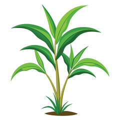 Sugar cane plant on white background