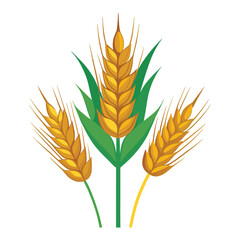 Wheat ears spikelets with grains vector