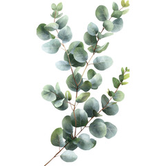 Obraz premium Eucalyptus Branch with Green Leaves Isolated on Black Background