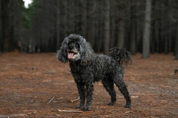 Dark gray toy poodle stands happily in a forest with pine trees and a carpet of fallen needles.