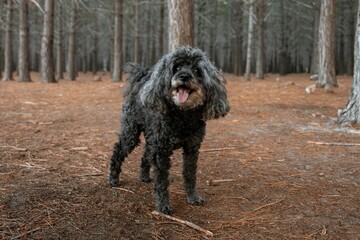 Dark-gray toy poodle stands happily in a forest with pine trees and a carpet of fallen needles.
