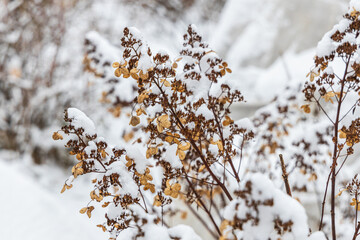 The withered inflorescences of a hydrangea are covered with snow.