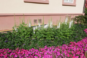 Blumen im Kurpark von Bad Homburg vor der Höhe