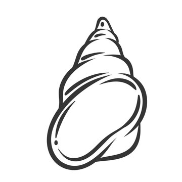 Spiral cone shell of snail line icon. Outline hand drawn long seashell, vintage clam of coral reefs. Marine gastropod mollusk, aquarium decoration, wildlife mascot, shell icon vector illustration